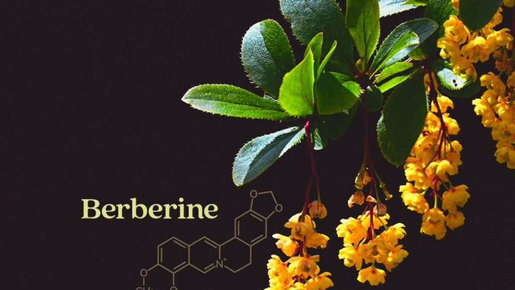 berberine benefits