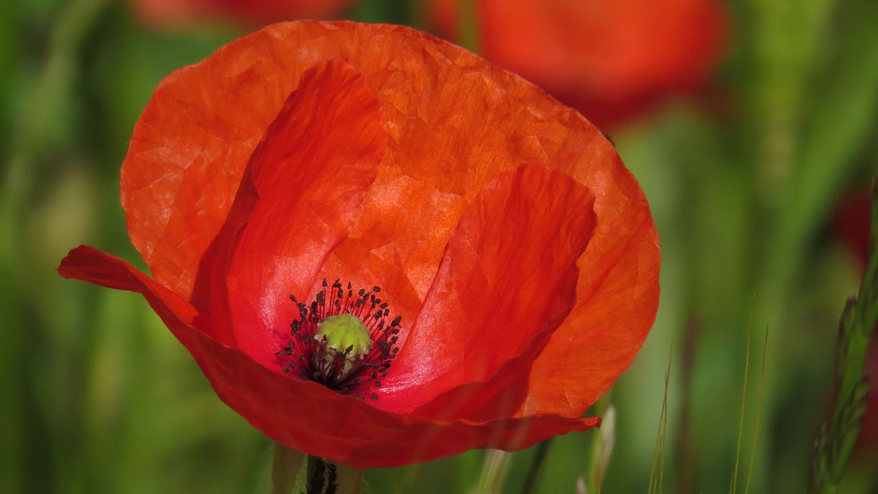 Poppy Birth Flower