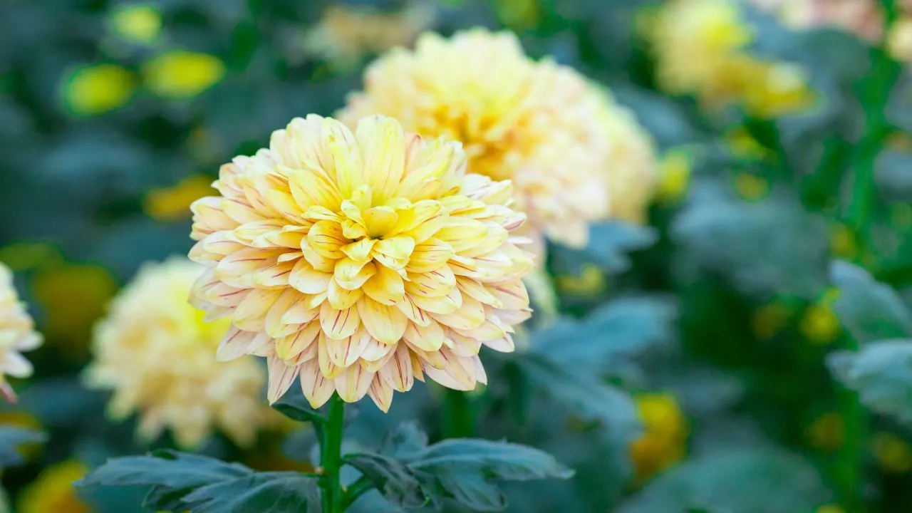 Chrysanthemum Birth Flower