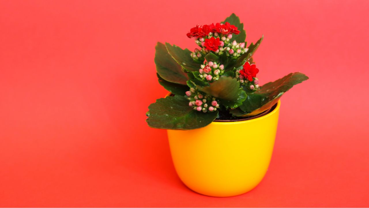 Kalanchoe Plant