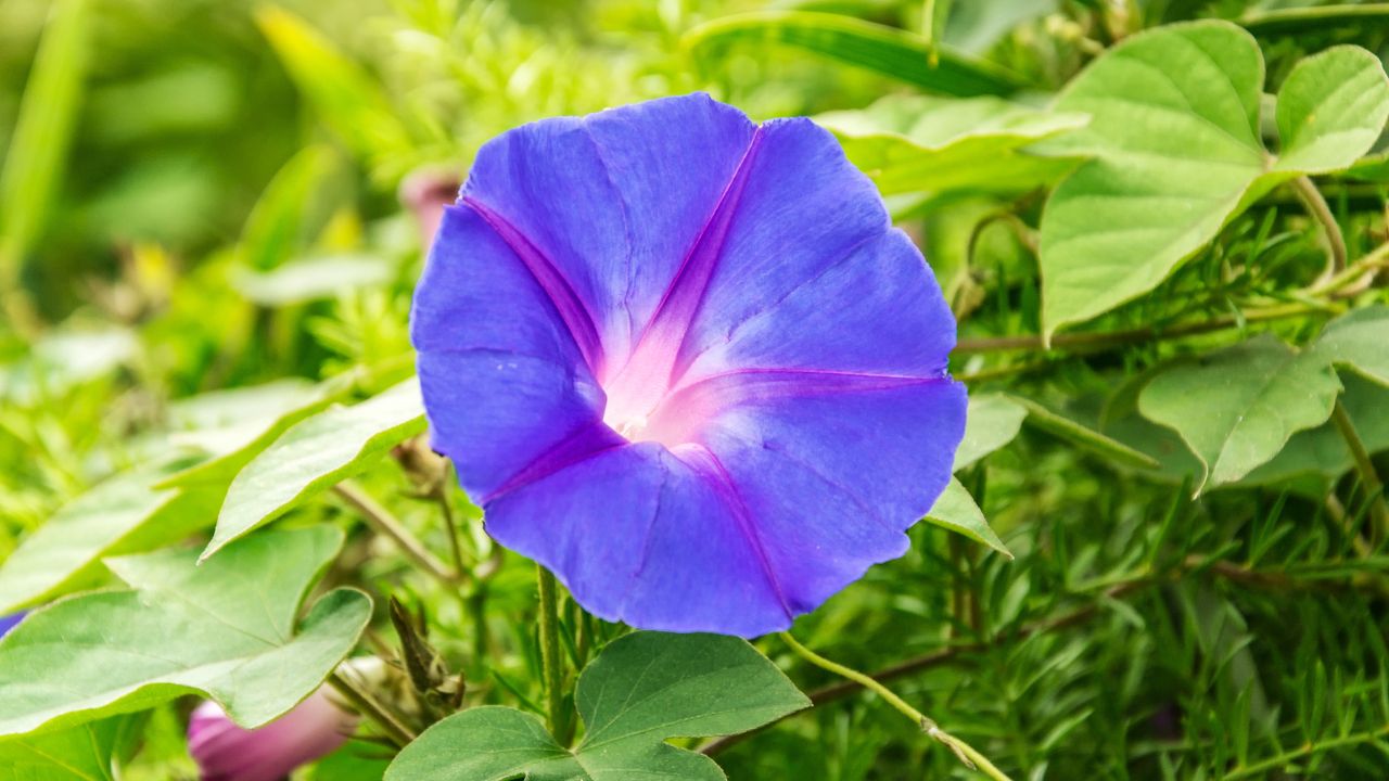 Morning Glory Birth Flower