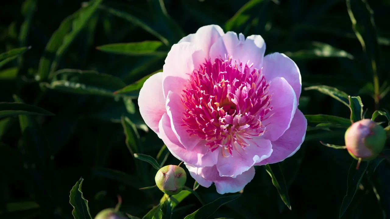 Peony Birth Flower