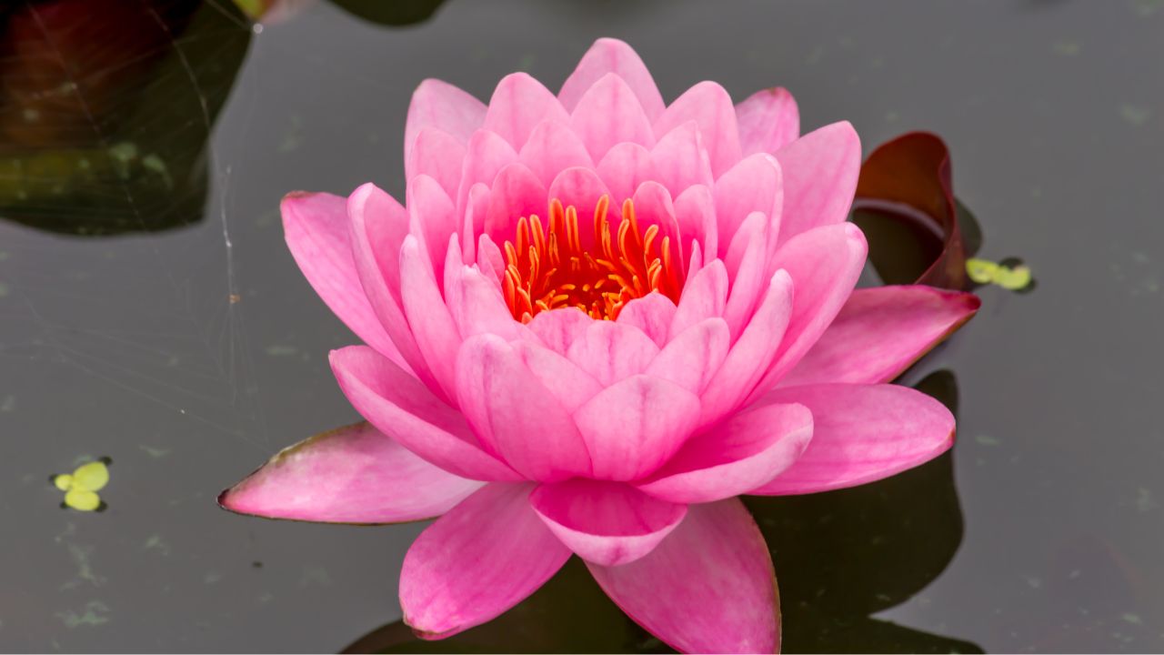 Pink Lotus Flower Meaning