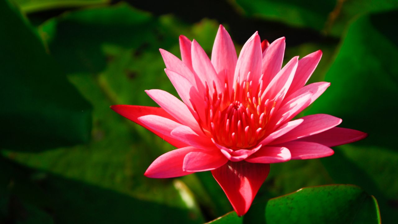 Red Lotus Flower Meaning