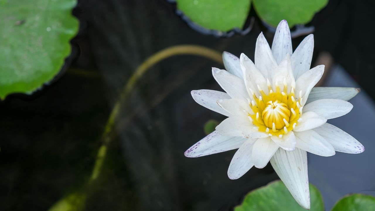 White Lotus Flower Meaning