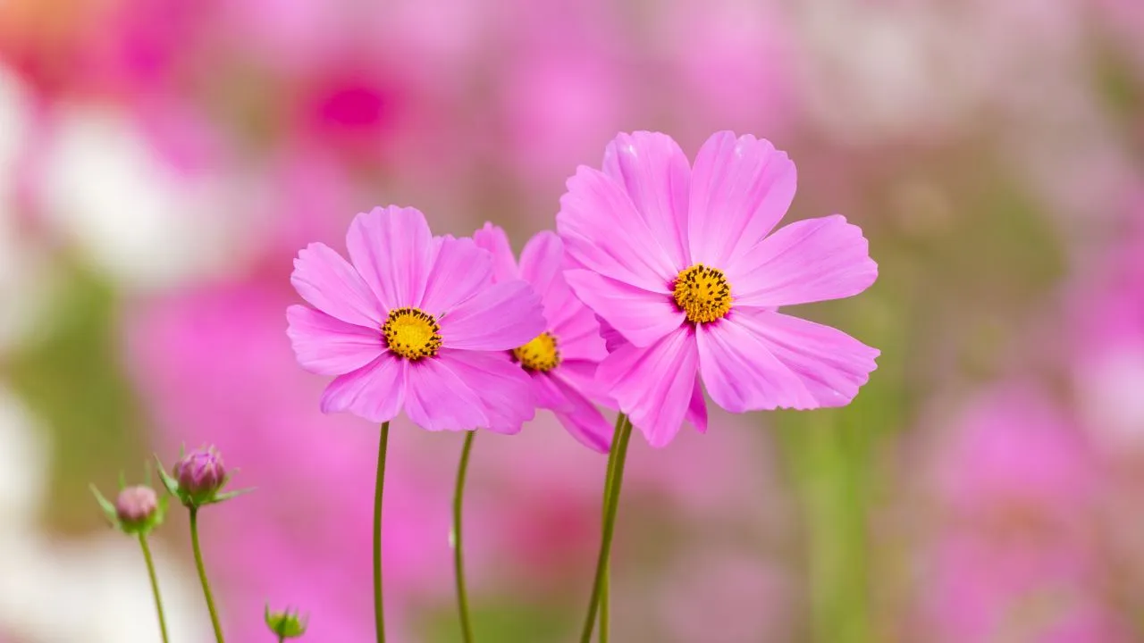 Cosmos Flower